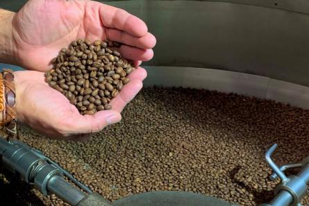 Colombia peaberry