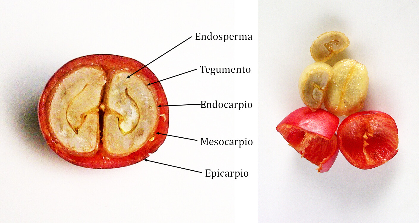 Cereza del café: Anatomía | Cafés Mama Same