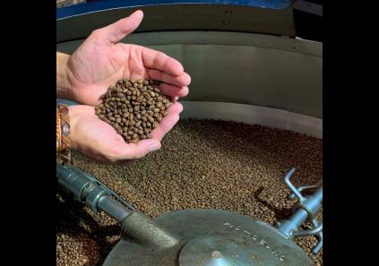 Colombia peaberry