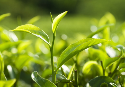 planta té