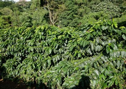 finca café