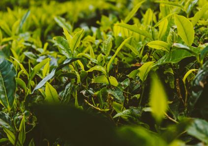 té, infusiones y rooibos
