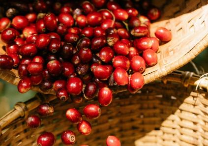 biotecnología y las levaduras están rediseñando el sabor del café