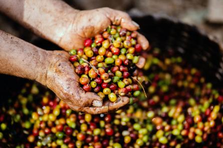 Cereza del café