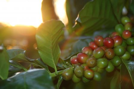 Recolección café