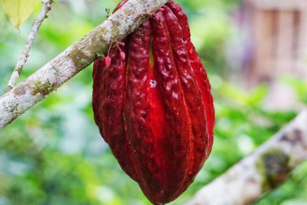 cacao