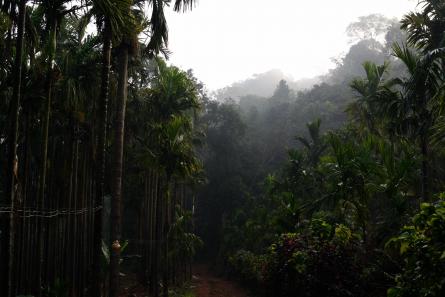 Plantaciones café