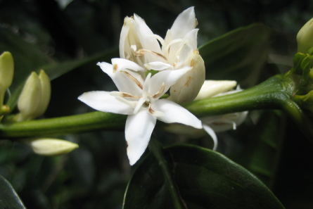 Flor del café