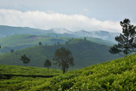 campos de té