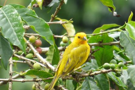 Café, aves y abejas