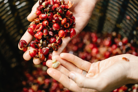 densidad grano café