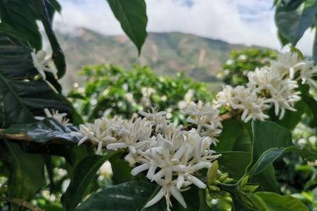 Costa Rica Café