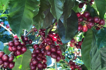 café y cambio climático