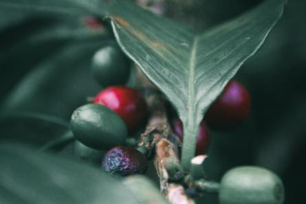 La hoja del café 