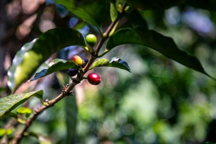 productores café