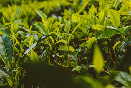 té, infusiones y rooibos