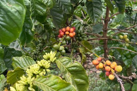 productores café 2025