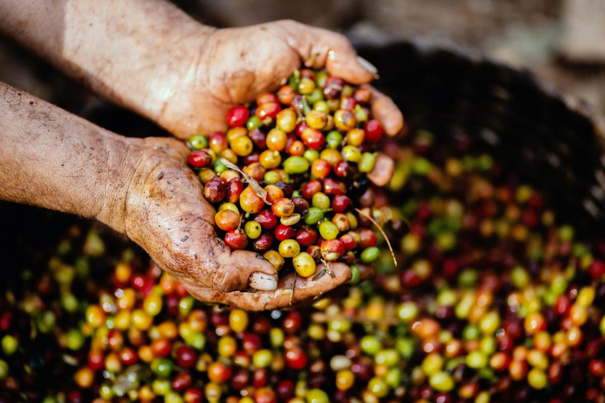 Cereza del café