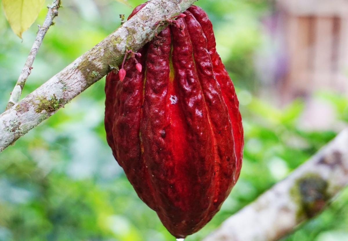 cacao