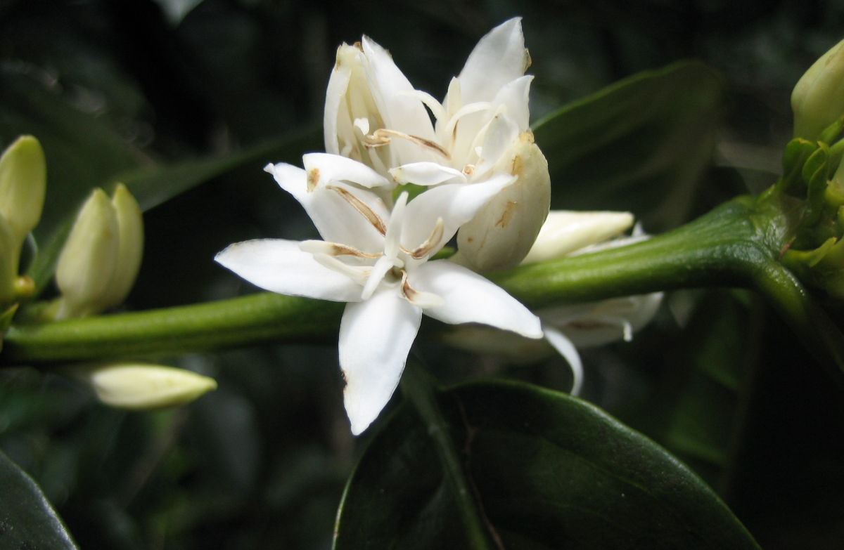 Flor del café