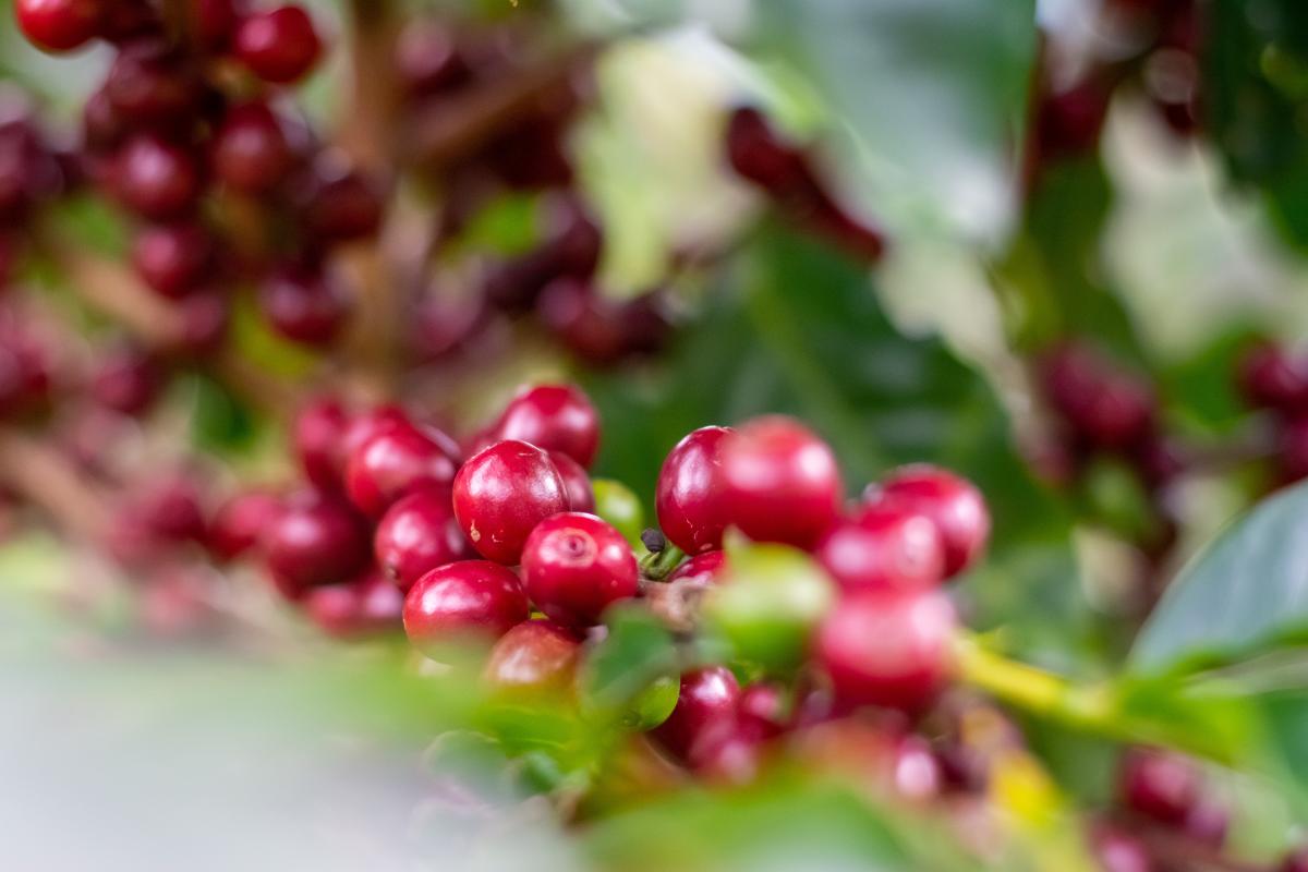 Planta café con frutos