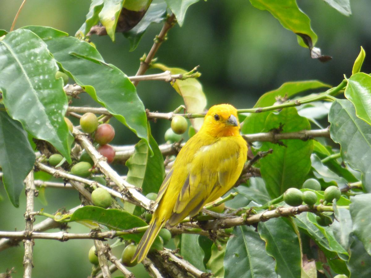 Café, aves y abejas