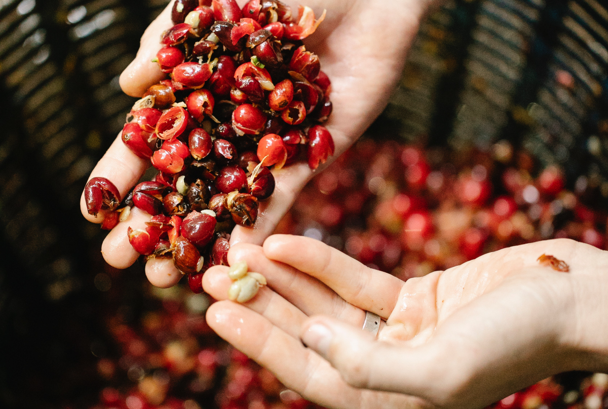 densidad grano café