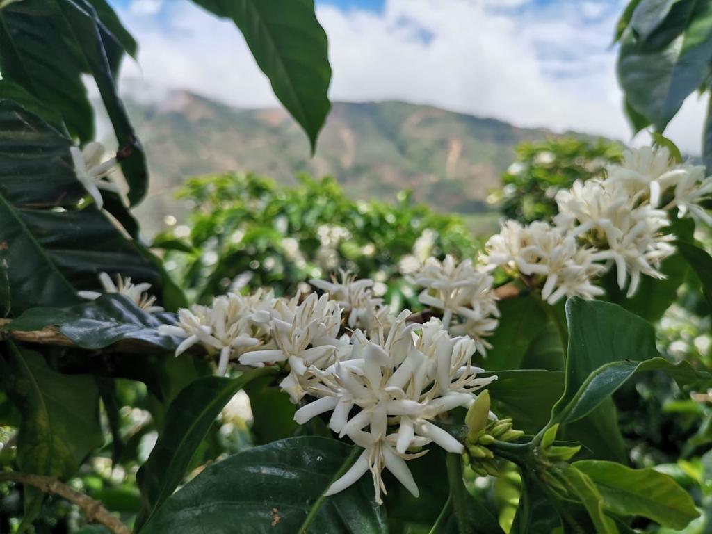 Costa Rica Café