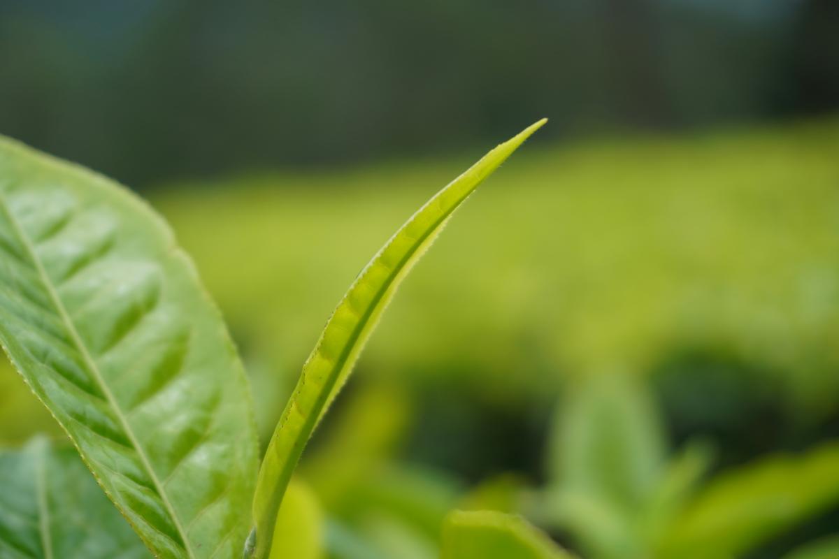 curiosidades té