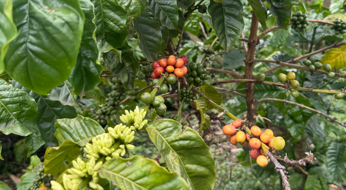 productores café 2025