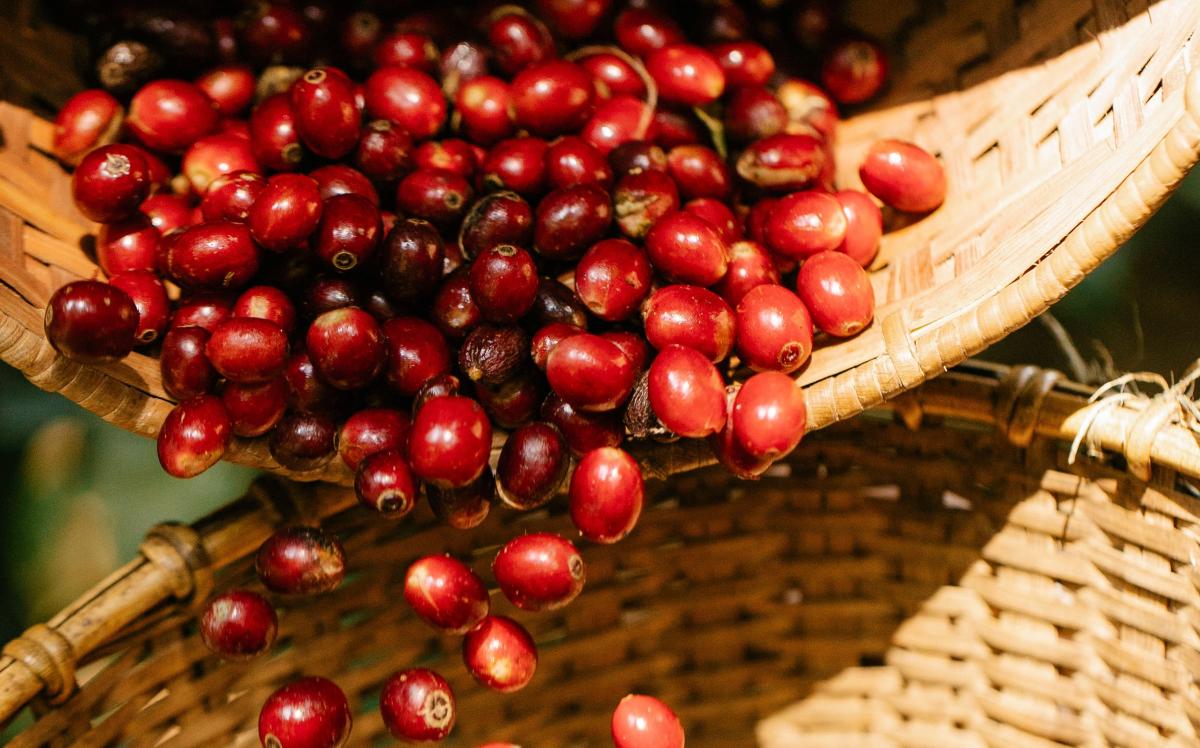 biotecnología y las levaduras están rediseñando el sabor del café