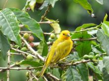 Café, aves y abejas