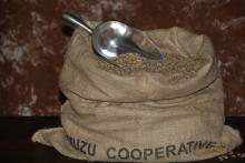 Variedad café