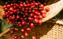 biotecnología y las levaduras están rediseñando el sabor del café